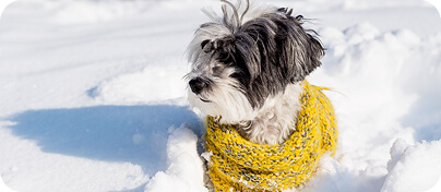 sárga sálas kutyus